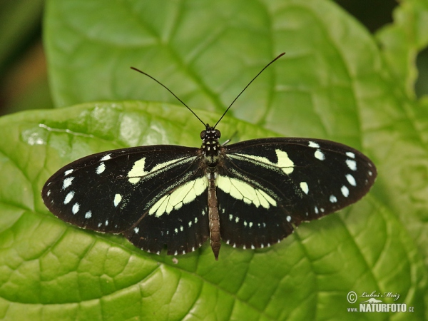 Motýl (Heliconius atthis)