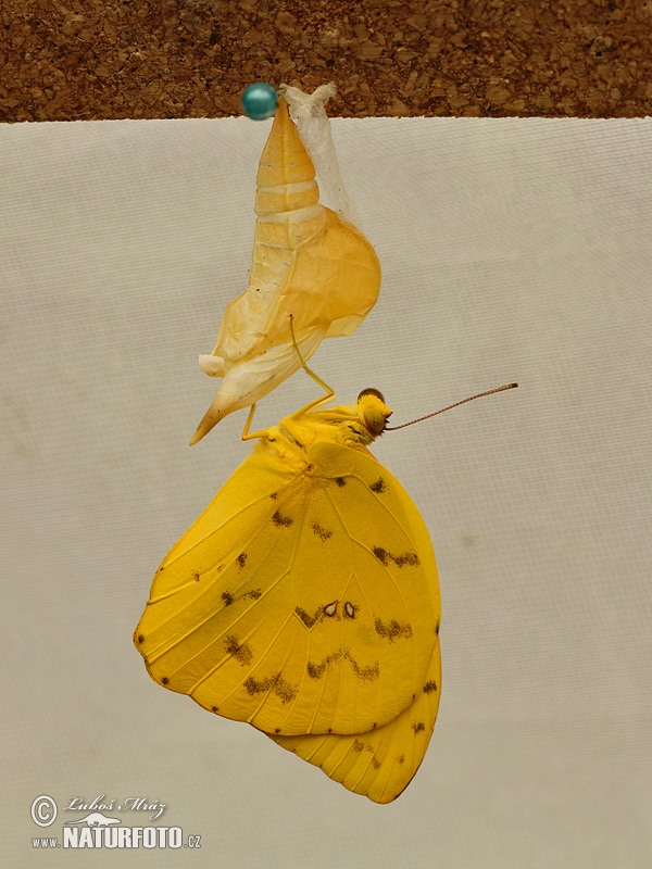 Motýl (Phoebis philea)