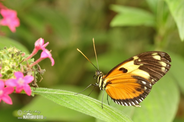 Motýl (Tithorea harmonia)