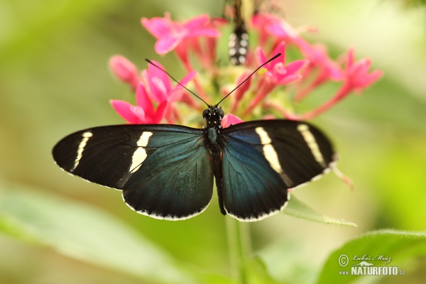 Motýl (Heliconius sara)