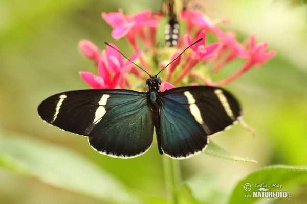 Motýl (Heliconius sara)