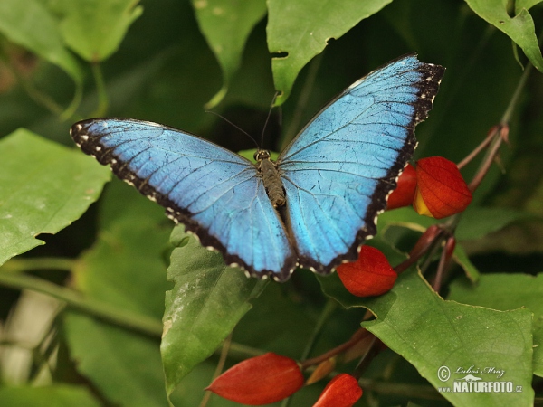 Motýl Morfo (Morpho eleanor)