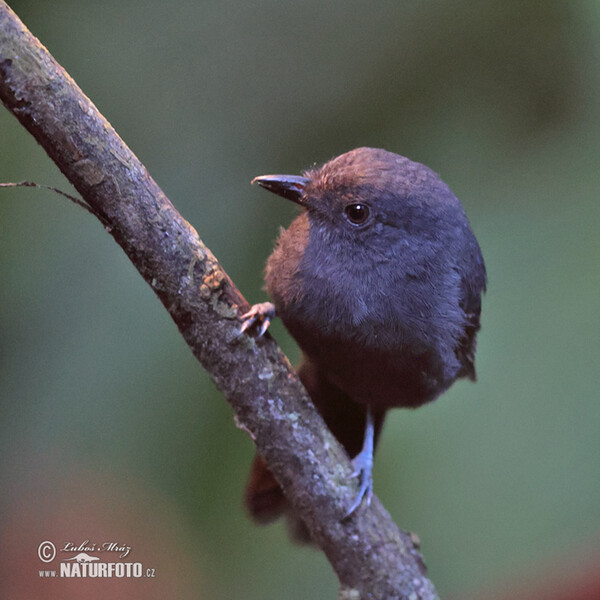 Mravenčík tmavohrdlý (Thamnomanes ardesiacus)