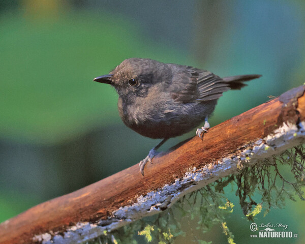 Mravenčík tmavohrdlý (Thamnomanes ardesiacus)