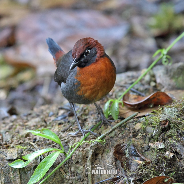 Mravenčíkovec rezavoprsý (Formicarius rufipectus)