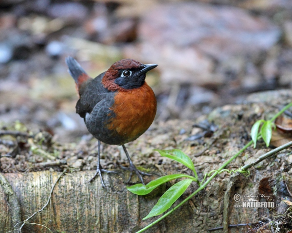 Mravenčíkovec rezavoprsý (Formicarius rufipectus)