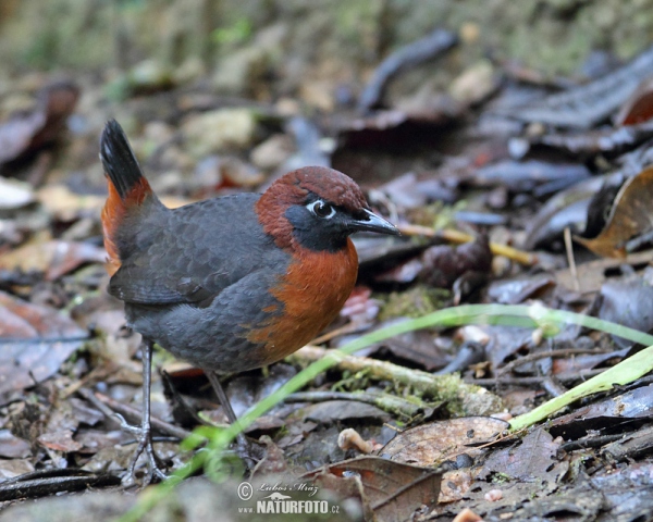 Mravenčíkovec rezavoprsý (Formicarius rufipectus)