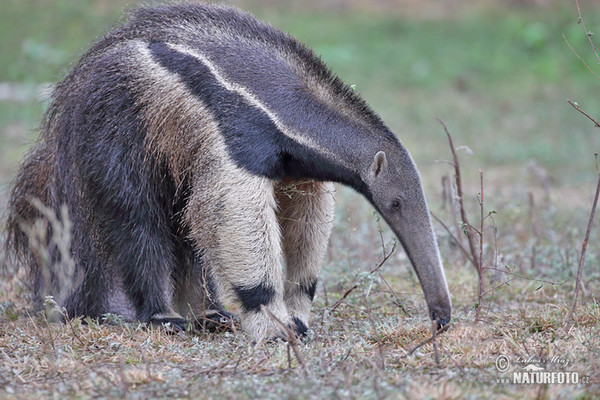 Mravenečník velký (Myrmecophaga tridactyla)