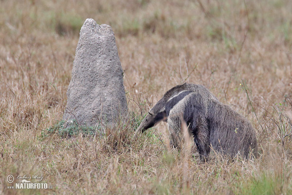 Mravenečník velký (Myrmecophaga tridactyla)