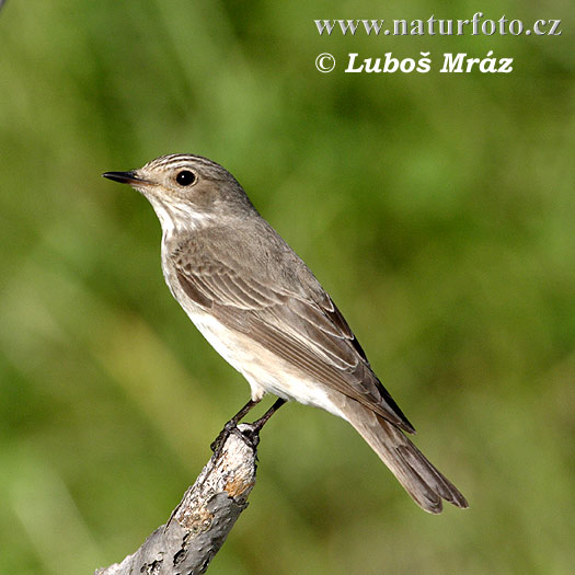 Muchár sivý (Muscicapa striata)