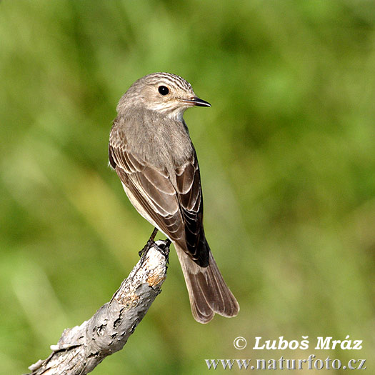 Muchár sivý (Muscicapa striata)