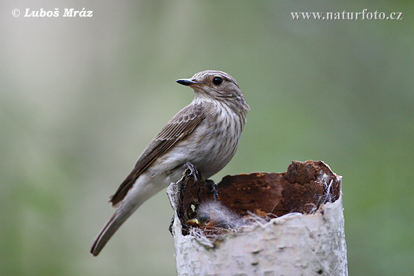 Muchár sivý (Muscicapa striata)