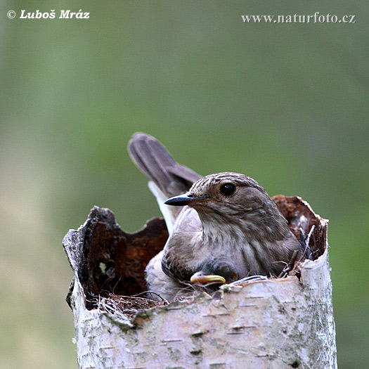 Muchár sivý (Muscicapa striata)