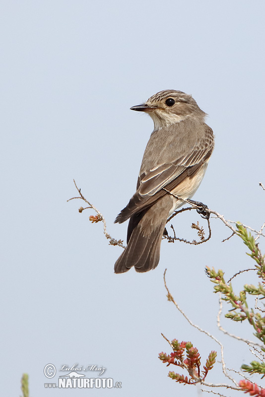 Muchár sivý (Muscicapa striata)