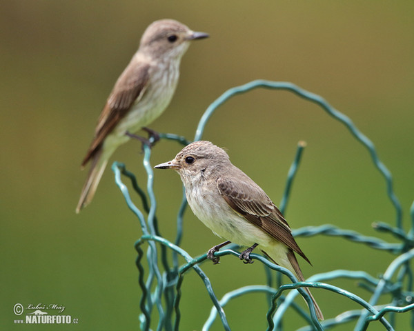 Muchár sivý (Muscicapa striata)