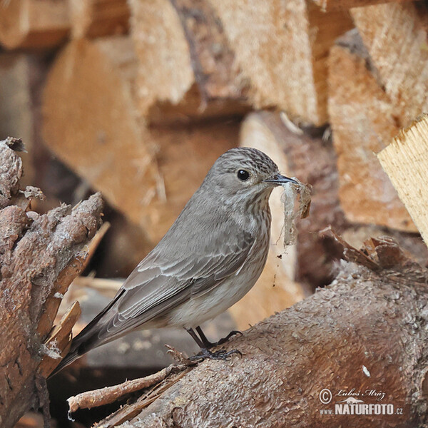 Muchár sivý (Muscicapa striata)