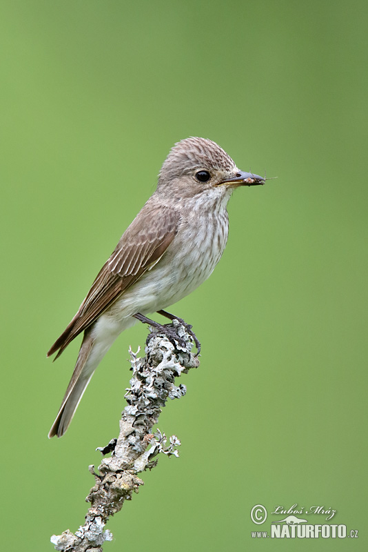 Muchár sivý (Muscicapa striata)