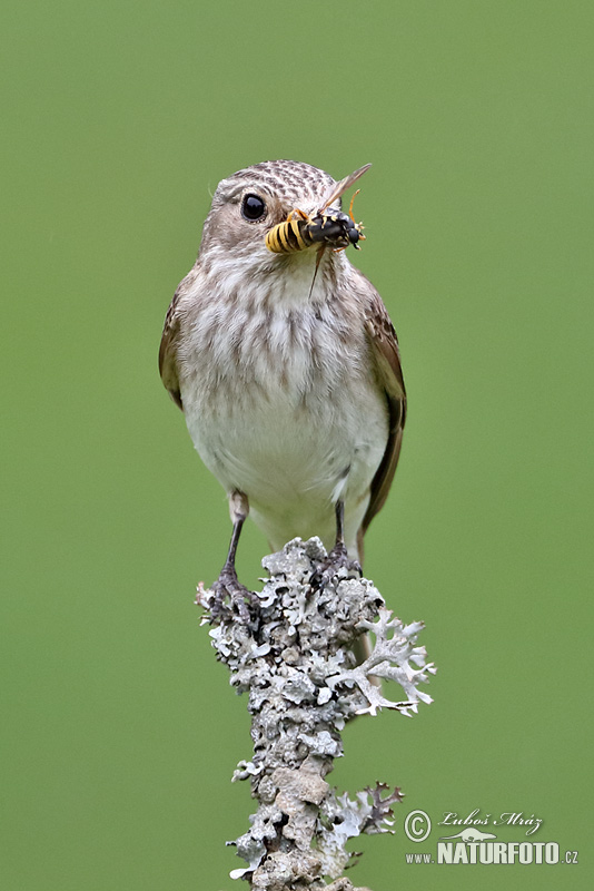 Muchár sivý (Muscicapa striata)