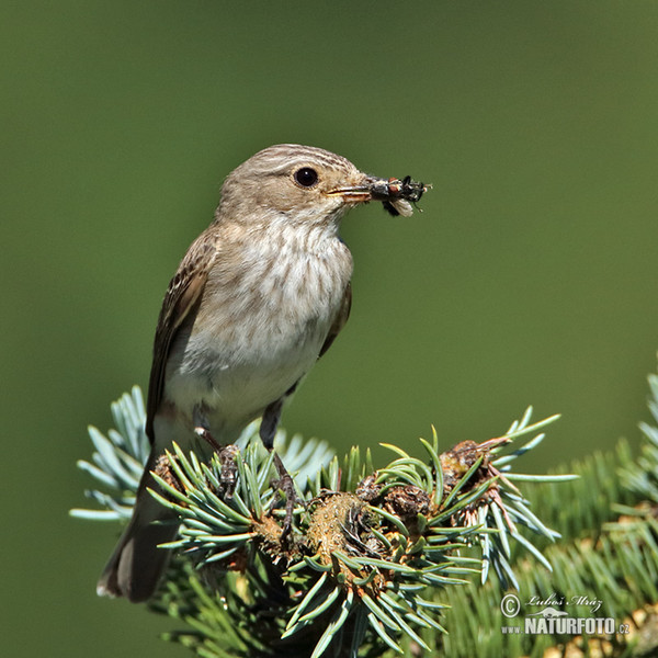 Muchár sivý (Muscicapa striata)