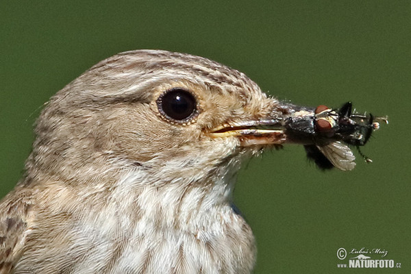 Muchár sivý (Muscicapa striata)