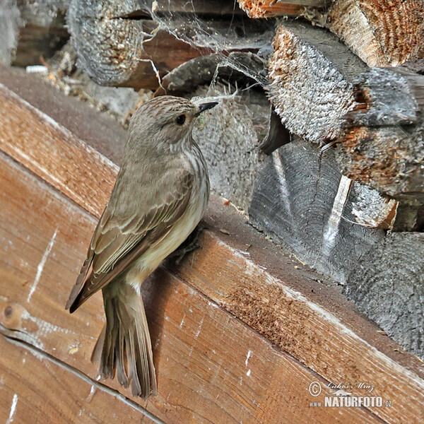 Muchár sivý (Muscicapa striata)