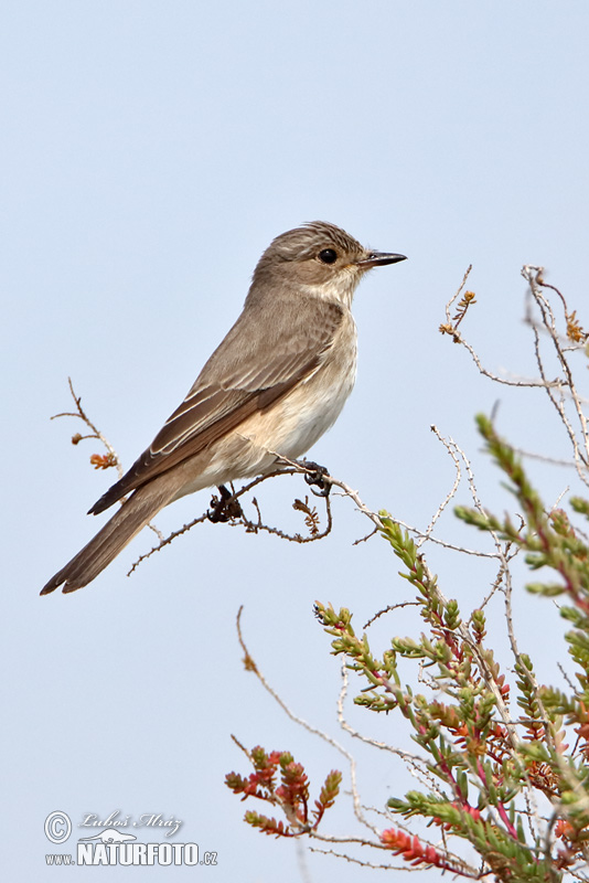 Muchár sivý (Muscicapa striata)