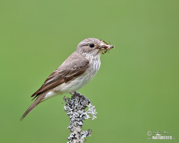 Muchár sivý (Muscicapa striata)