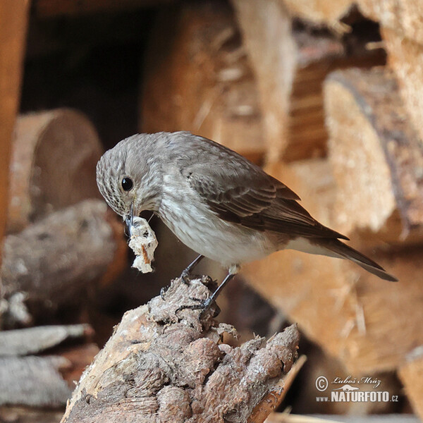 Muchár sivý (Muscicapa striata)