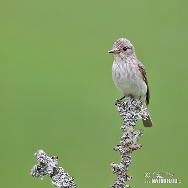 Muchár sivý (Muscicapa striata)