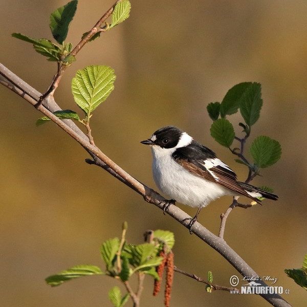 Muchárik biekokrký (Ficedula albicollis)