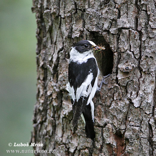 Muchárik biekokrký (Ficedula albicollis)