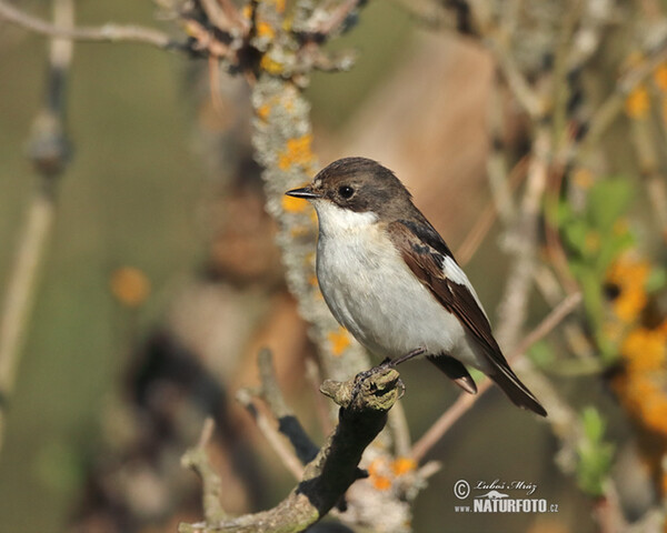 Muchárik čiernohlavý (Ficedula hypoleuca)