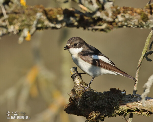 Muchárik čiernohlavý (Ficedula hypoleuca)