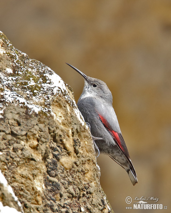 Murárik červenokrídlý (Tichodroma muraria)