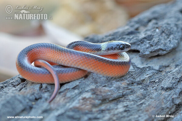Musurana dvoubarvá (Mussurana bicolor)