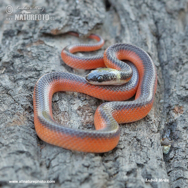 Musurana dvoubarvá (Mussurana bicolor)