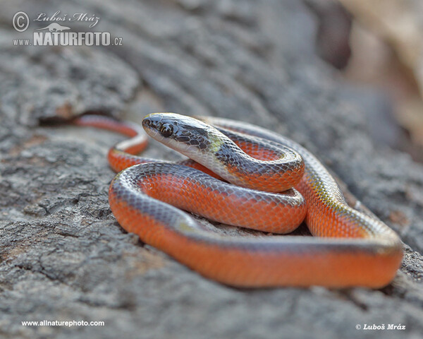 Musurana dvoubarvá (Mussurana bicolor)