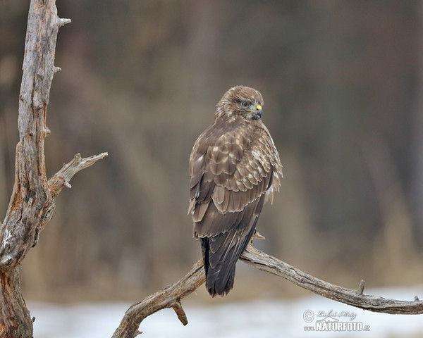 Myšiak lesný (Buteo buteo)