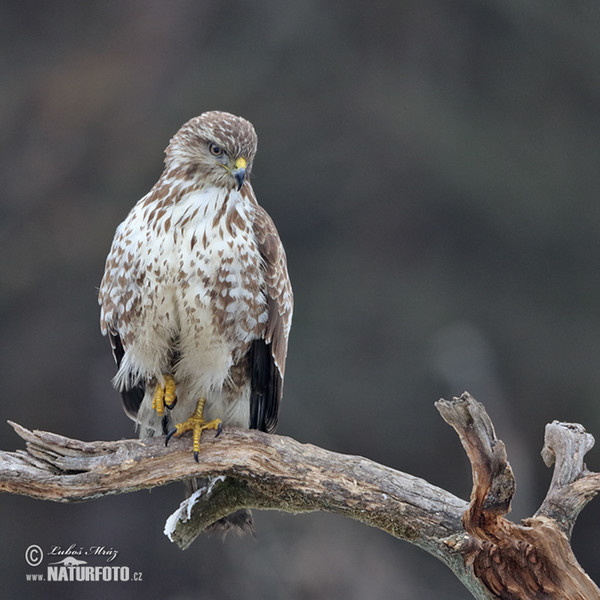 Myšiak lesný (Buteo buteo)