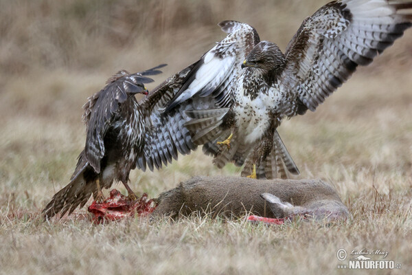 Myšiak lesný (Buteo buteo)