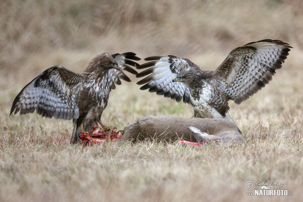 Myšiak lesný (Buteo buteo)