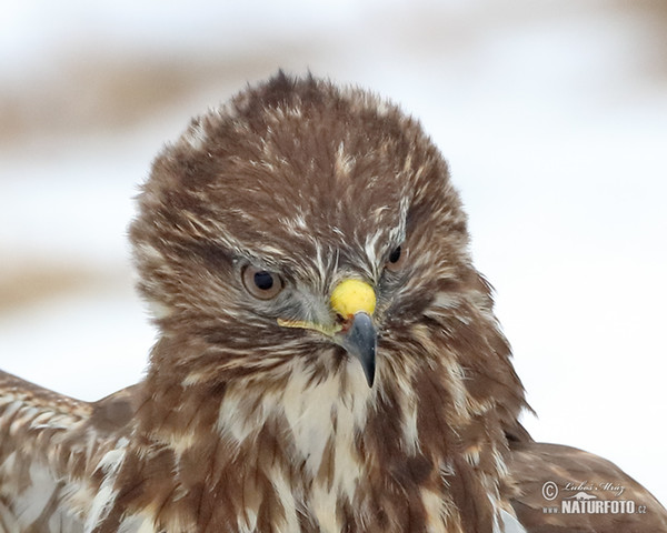 Myšiak lesný (Buteo buteo)