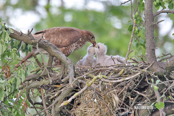 Myšiak lesný (Buteo buteo)