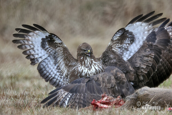 Myšiak lesný (Buteo buteo)