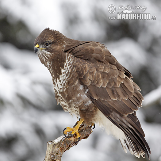 Myšiak lesný (Buteo buteo)