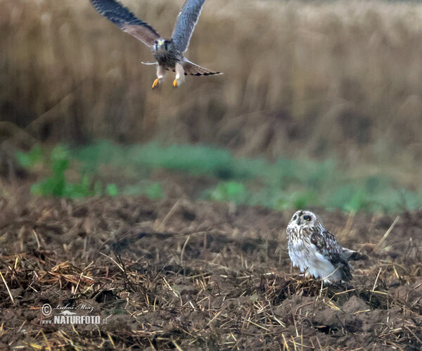 Myšiarka močiarna (Asio flammeus)