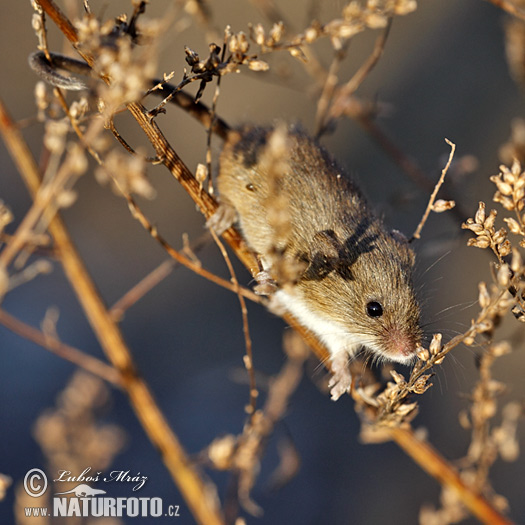 Myška drobná (Micromys minutus)