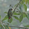 Amazónek červenozobý