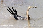 Anhinga africká rezavá