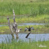 Anhinga africká rezavá